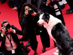 Thu hút nhất thảm đỏ LHP Cannes 2024: Chú chó Messi