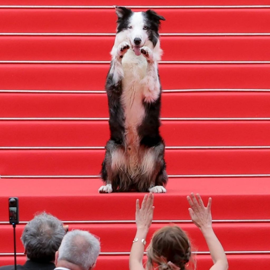 Thu hút nhất thảm đỏ LHP Cannes 2024: Chú chó Messi | Harper's Bazaar ...