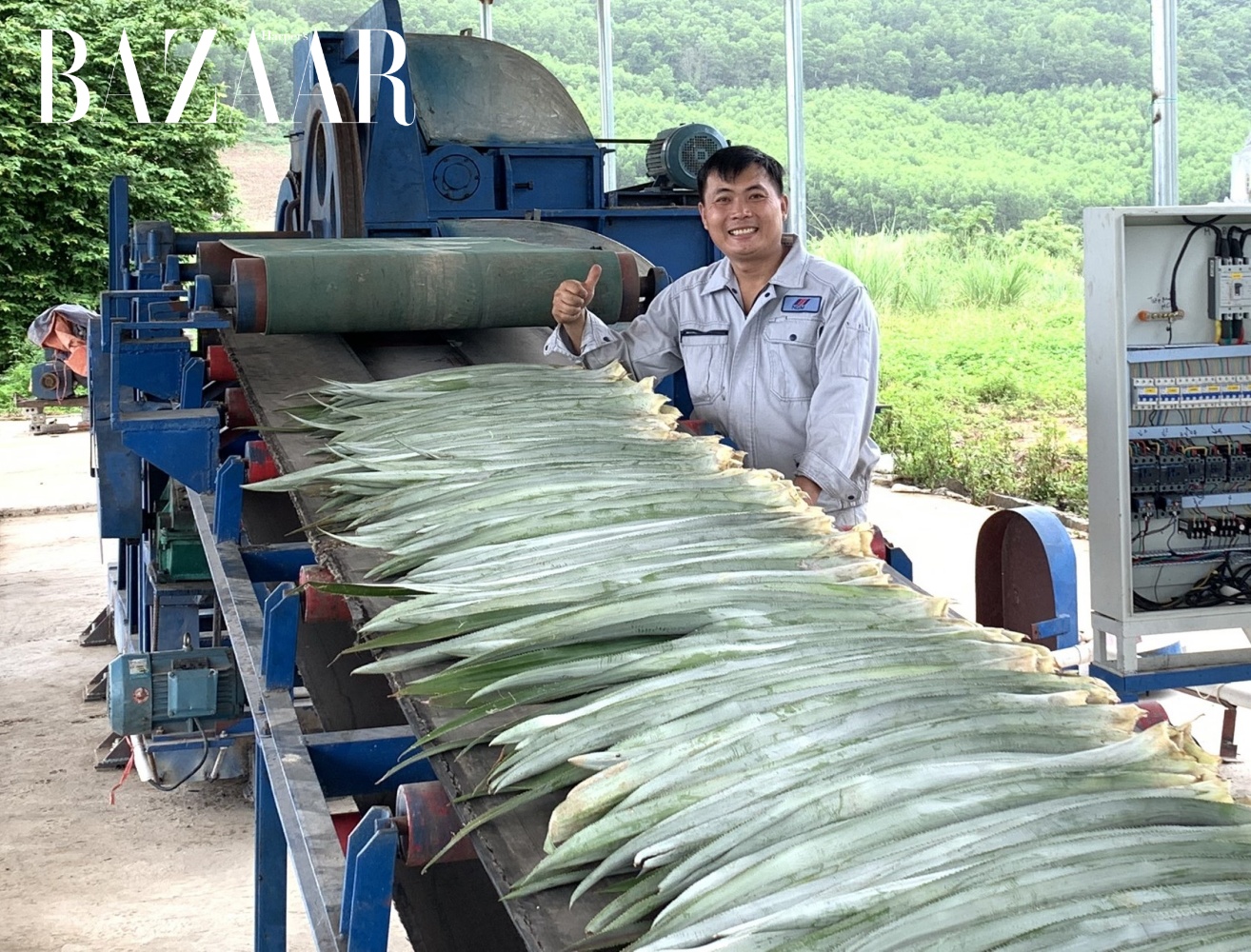 Tách xuất xơ thô từ lá dứa bằng quy trình tự động, không sử dụng hóa chất tẩy xơ. 