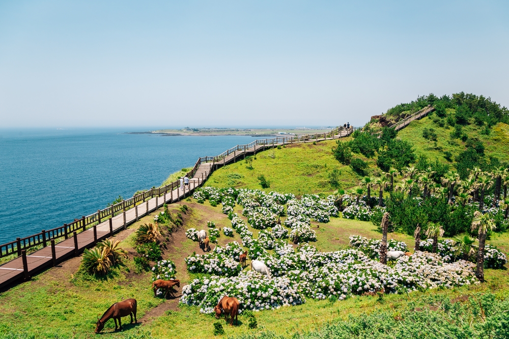 Du lịch đảo Jeju 