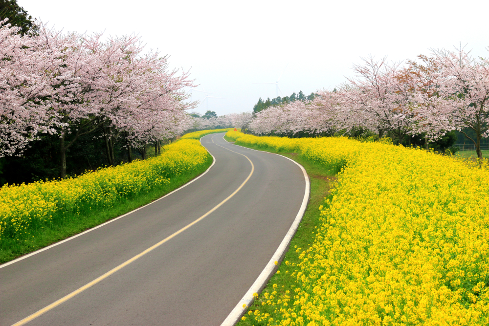 Tour du lịch đảo Jeju từ TPHCM: Hành trình 4 ngày 3 đêm đầy đủ nhất