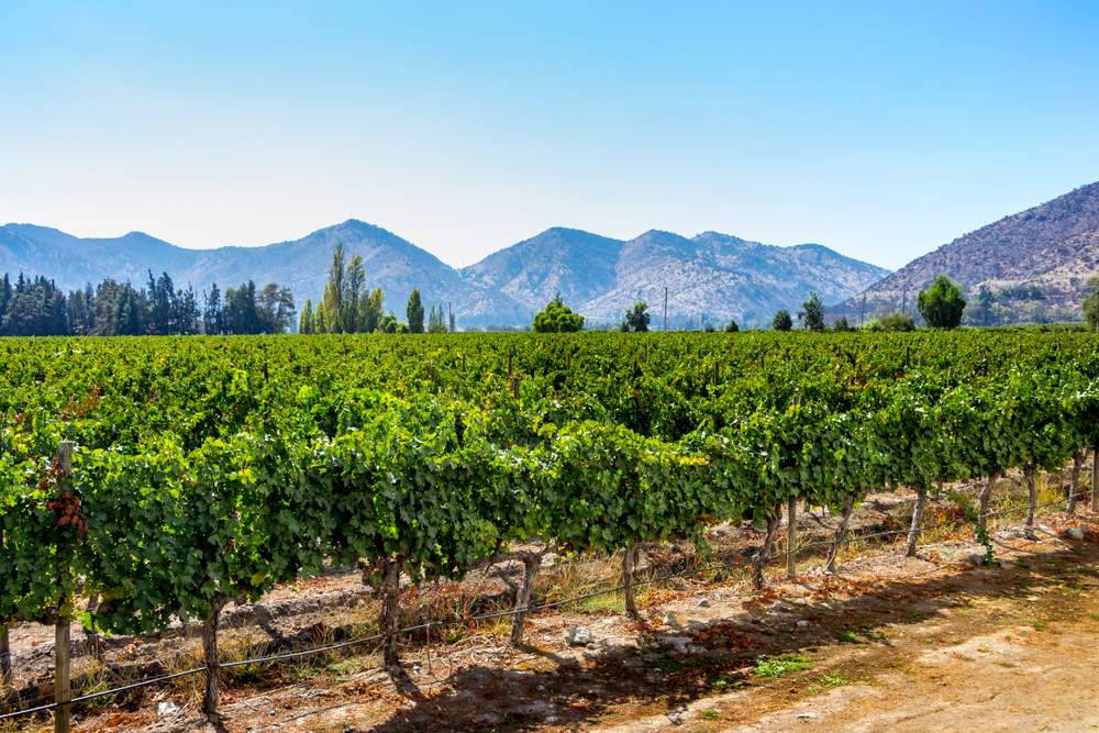 Vùng rượu vang ngon nổi tiếng của Chile: Thung lũng Maipo (Maipo Valley)