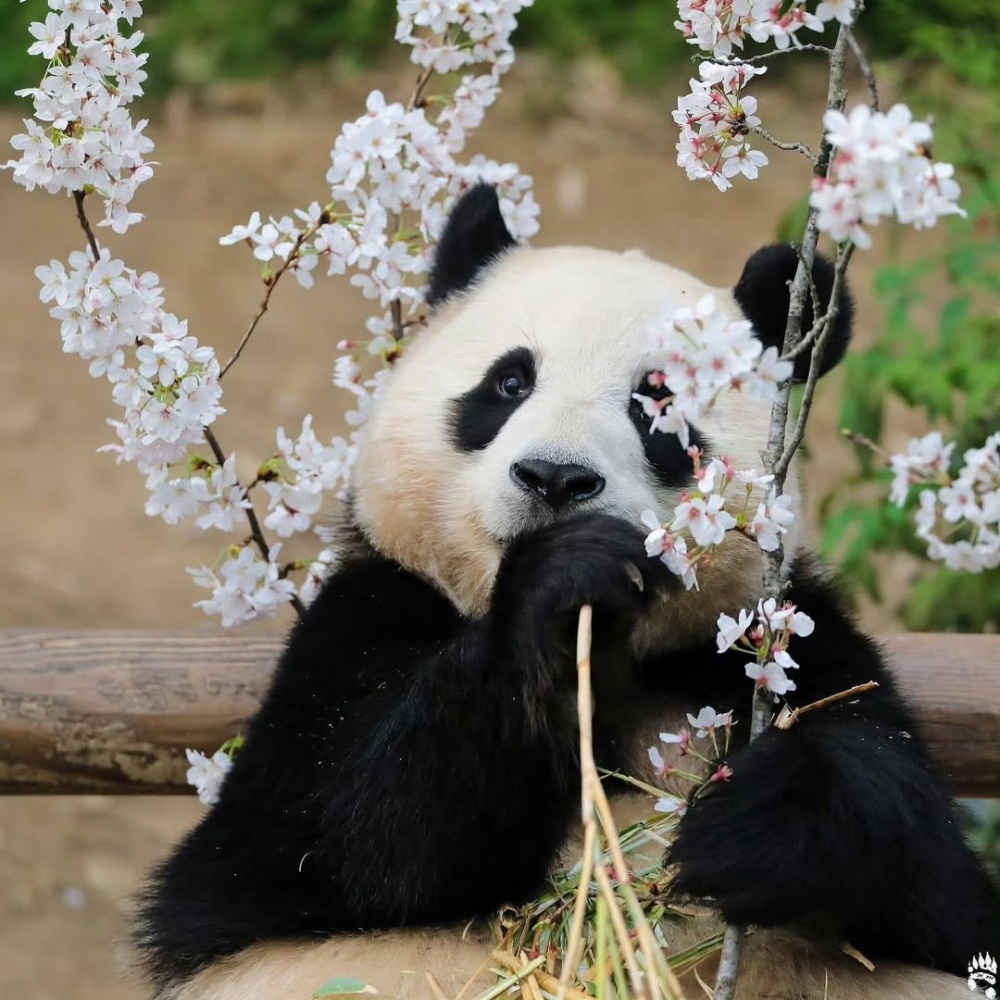 Fubao (Phúc Bảo), là chú gấu trúc con đầu tiên được sinh ra tại Hàn Quốc.