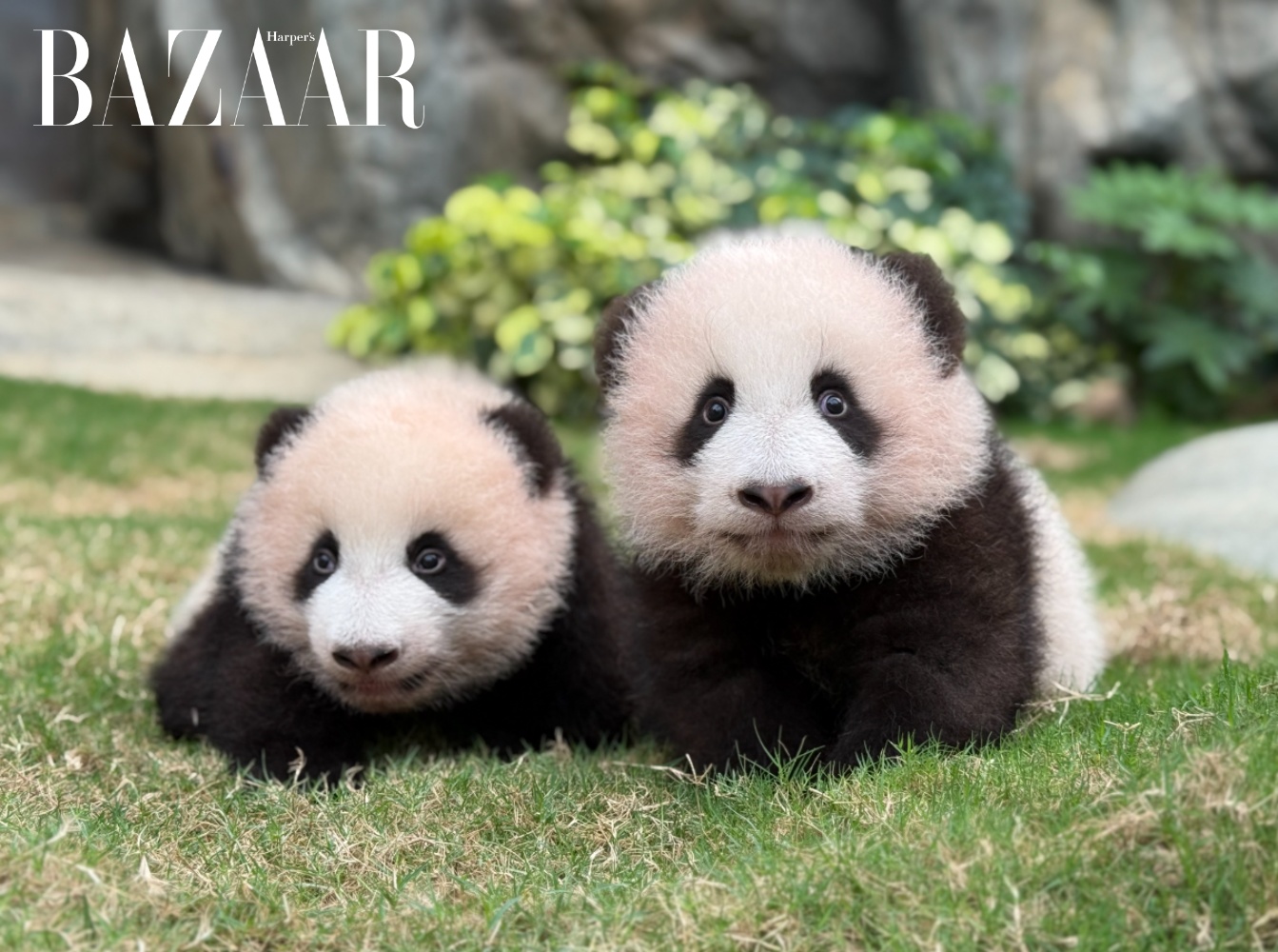 Gặp gấu trúc song sinh, hai "ngôi sao mới nổi" của Ocean Park Hồng Kông.