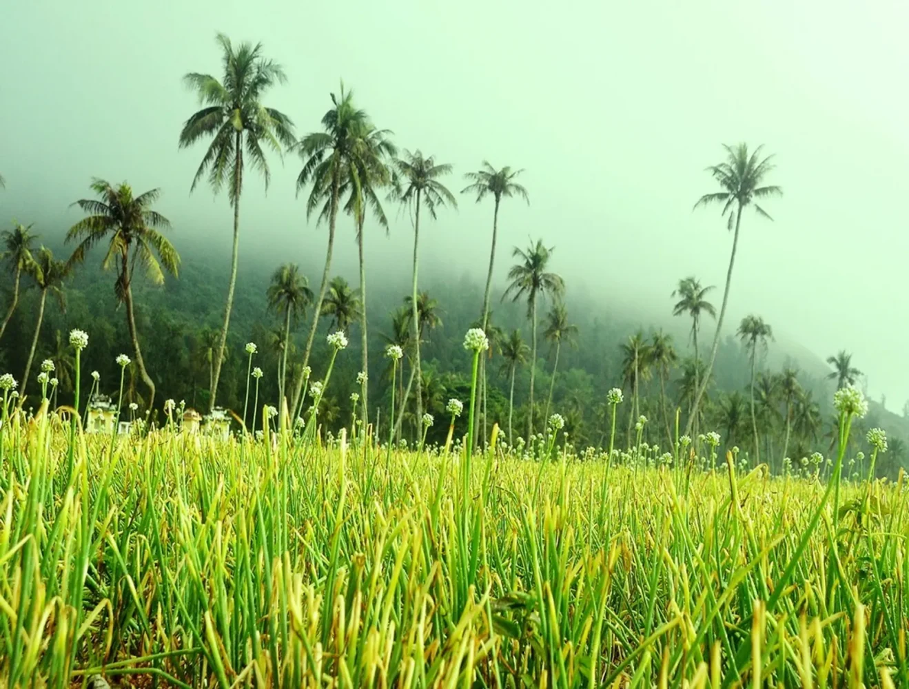 Cánh đồng tỏi Lý Sơn