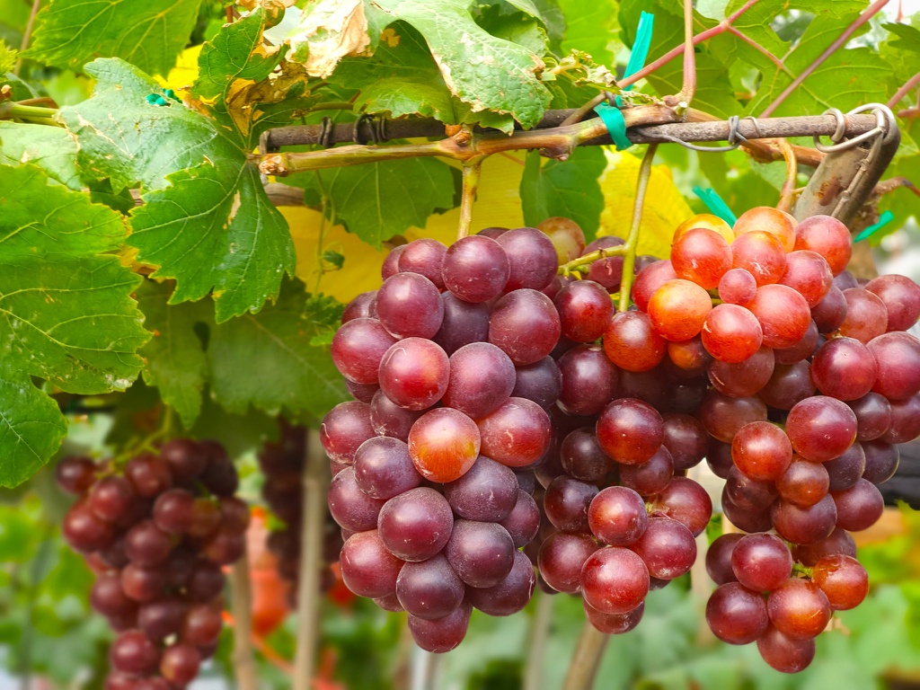 Vườn nho Ba Mọi