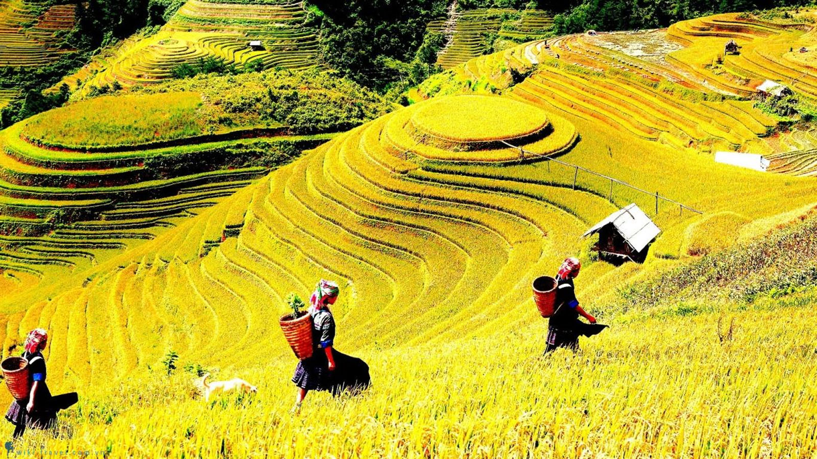 Bí kíp du lịch Yên Bái 2 ngày 1 đêm: Ăn gì, chơi đâu, nghỉ ở đâu?