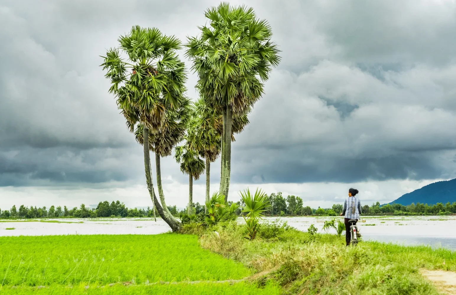 Thốt nốt Trái Tim