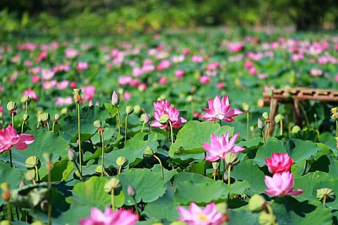 Di chuyển đến Đồng Tháp như thế nào?