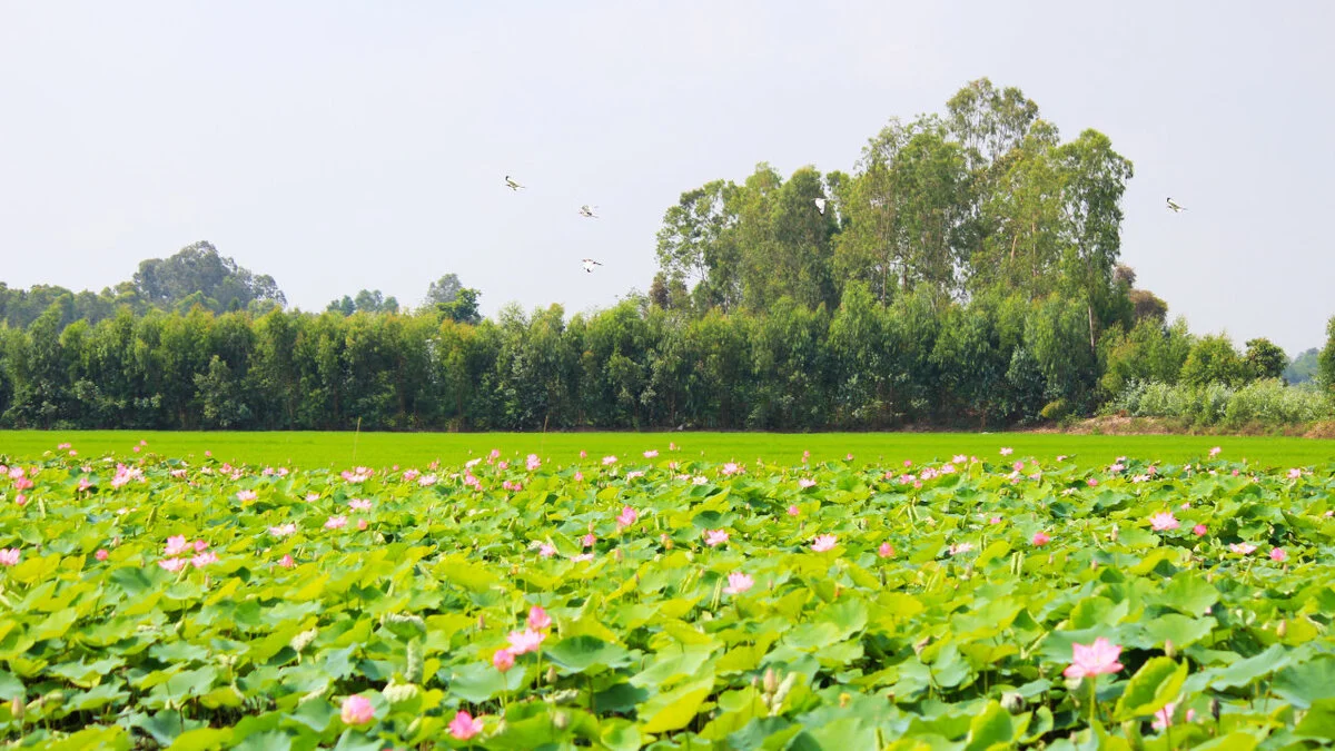 Đồng Tháp ở đâu?