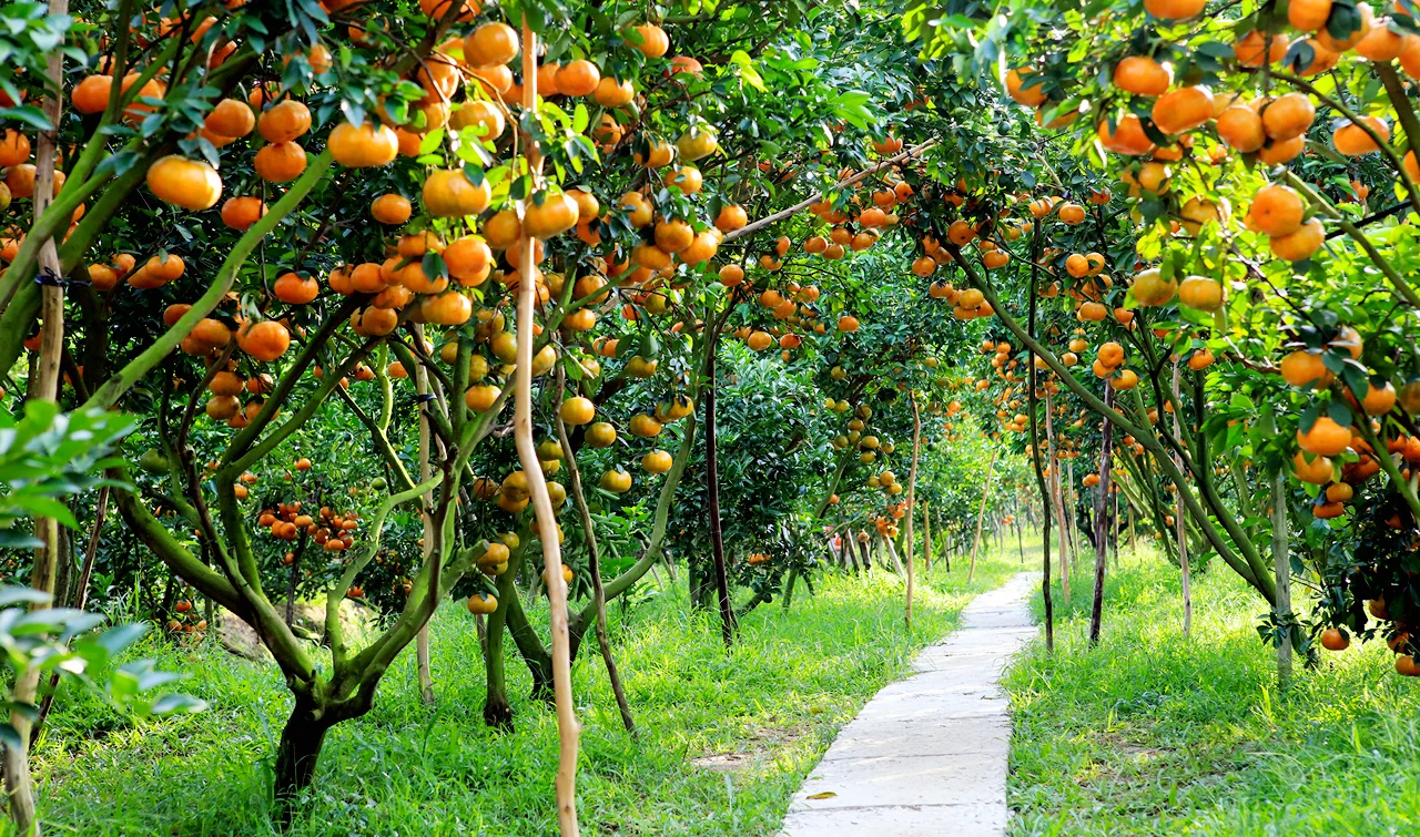 Vườn quýt hồng