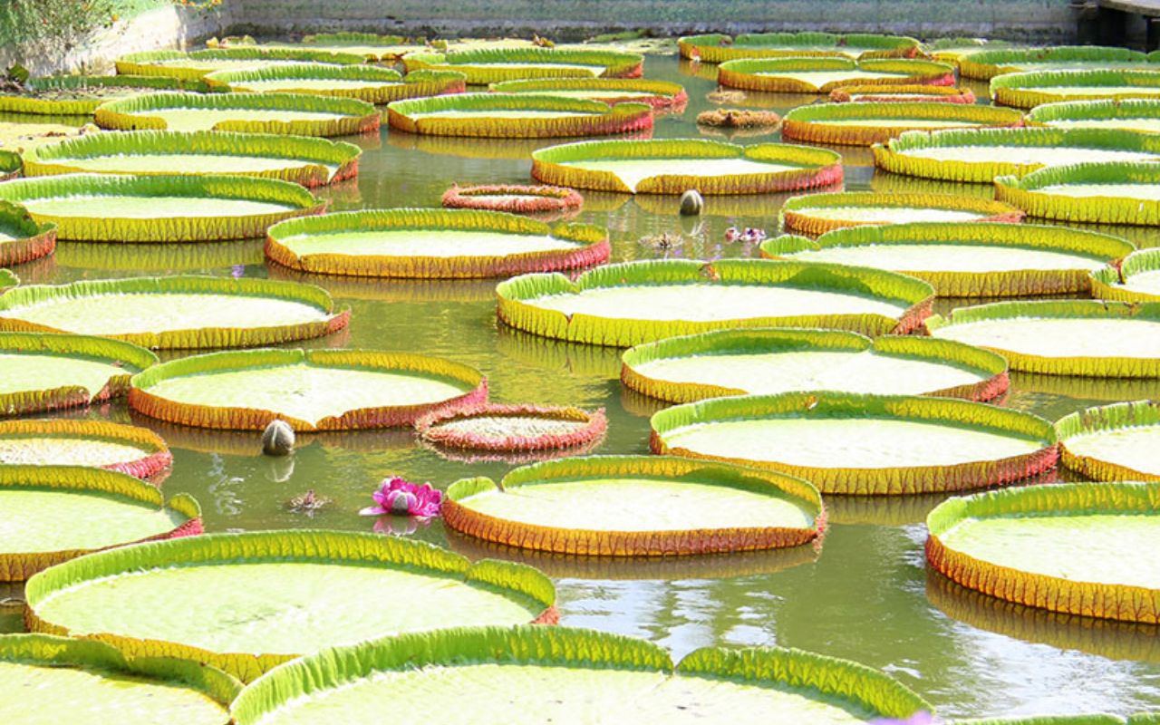 Du lịch Đồng Tháp tham quan chùa Lá Sen (Phước Kiển Tự)