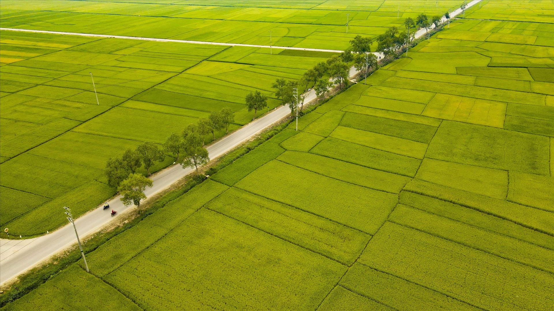 Cánh đồng lúa Mường Thanh