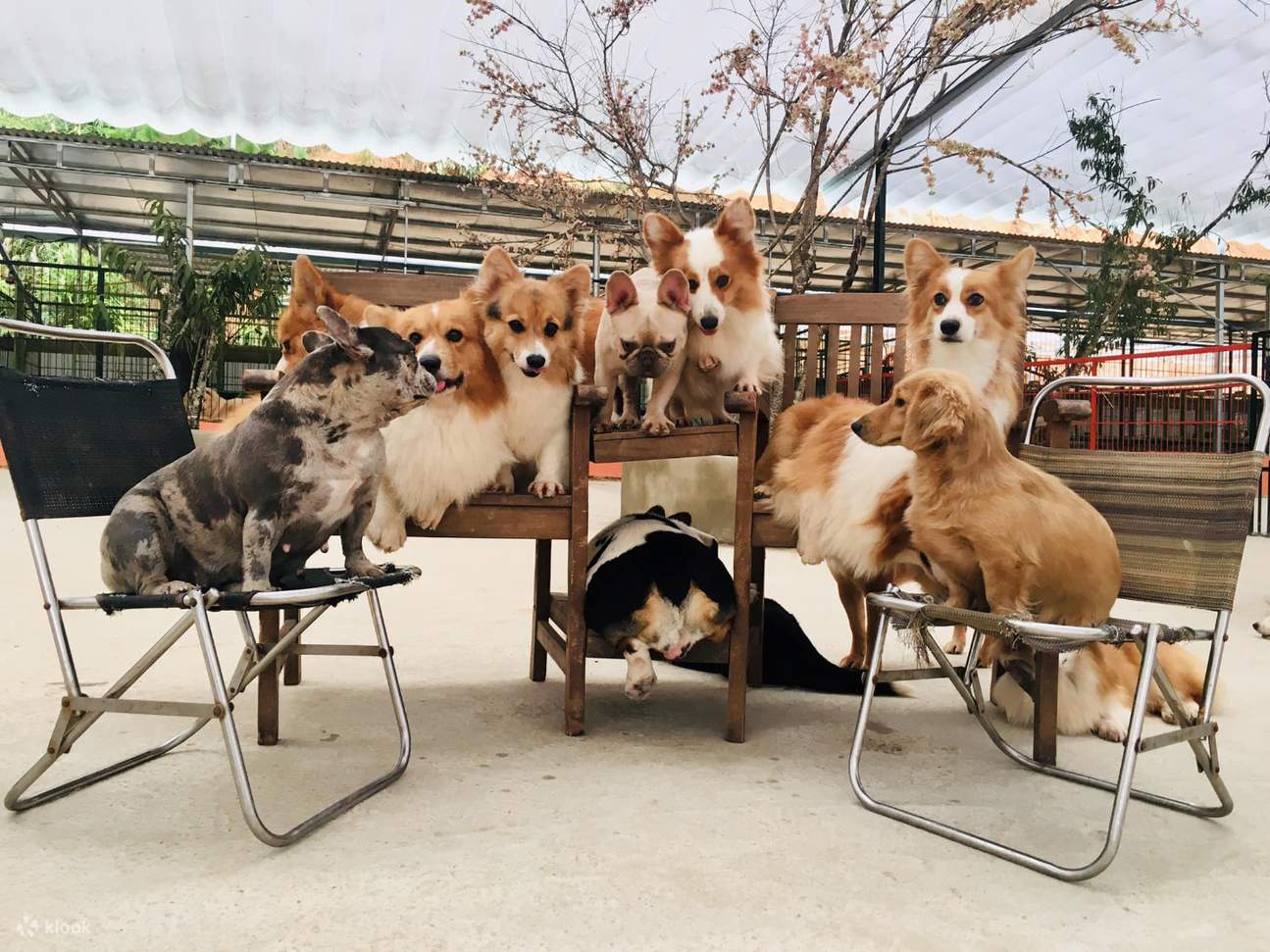 Puppy Farm