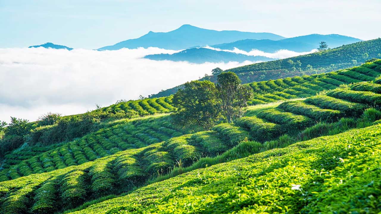 Đồi chè Cầu Đất