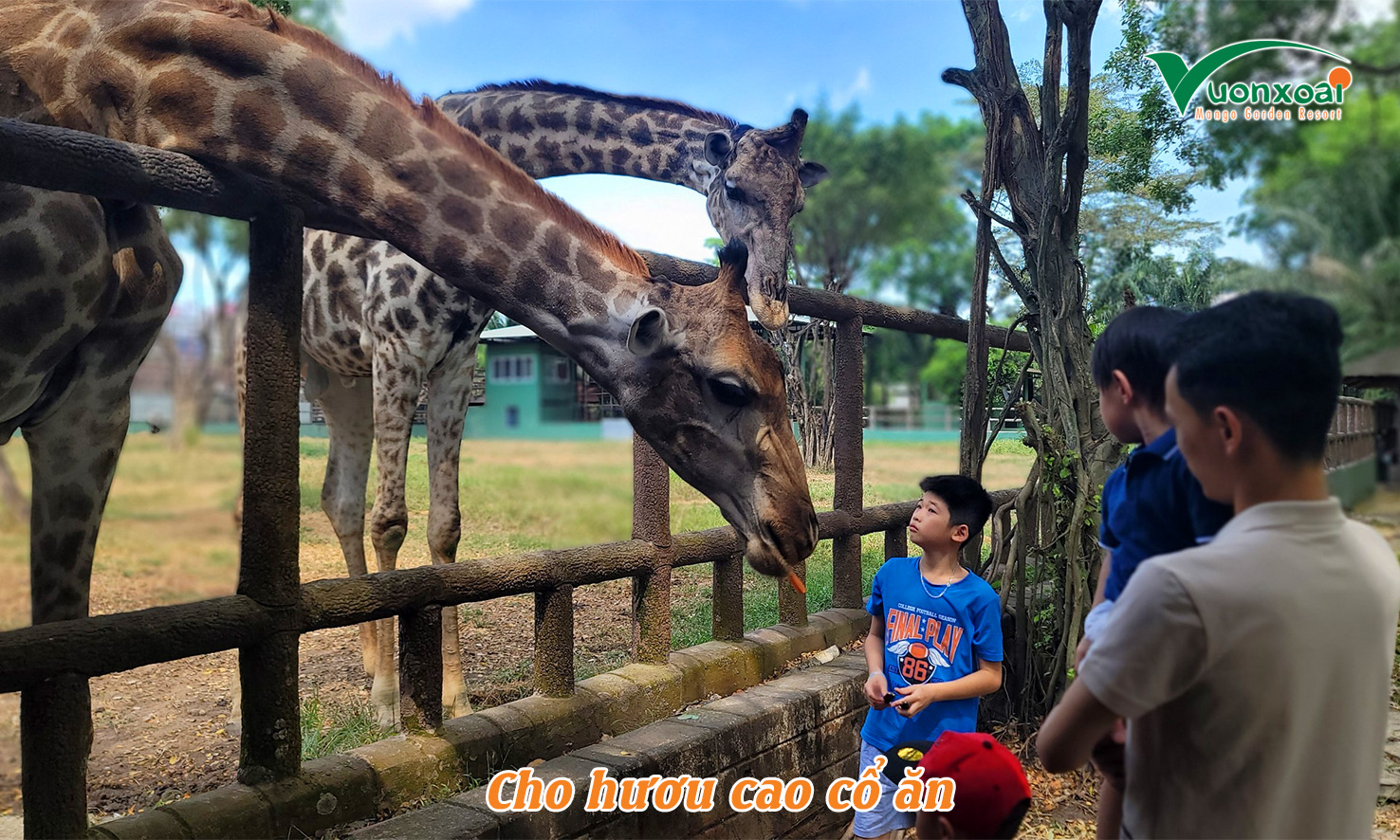 hươu cao cổ