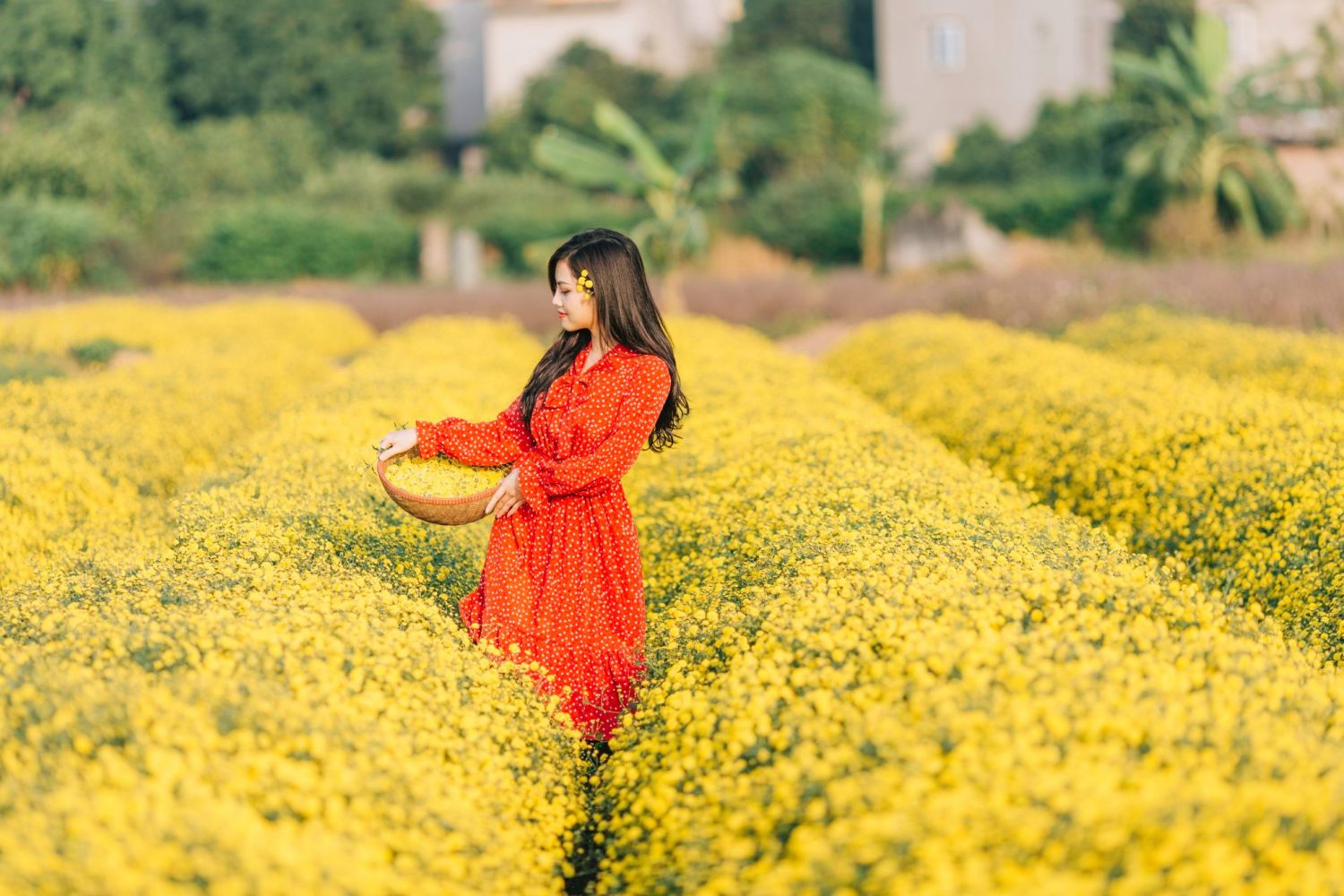 Cánh đồng hoa cúc chi