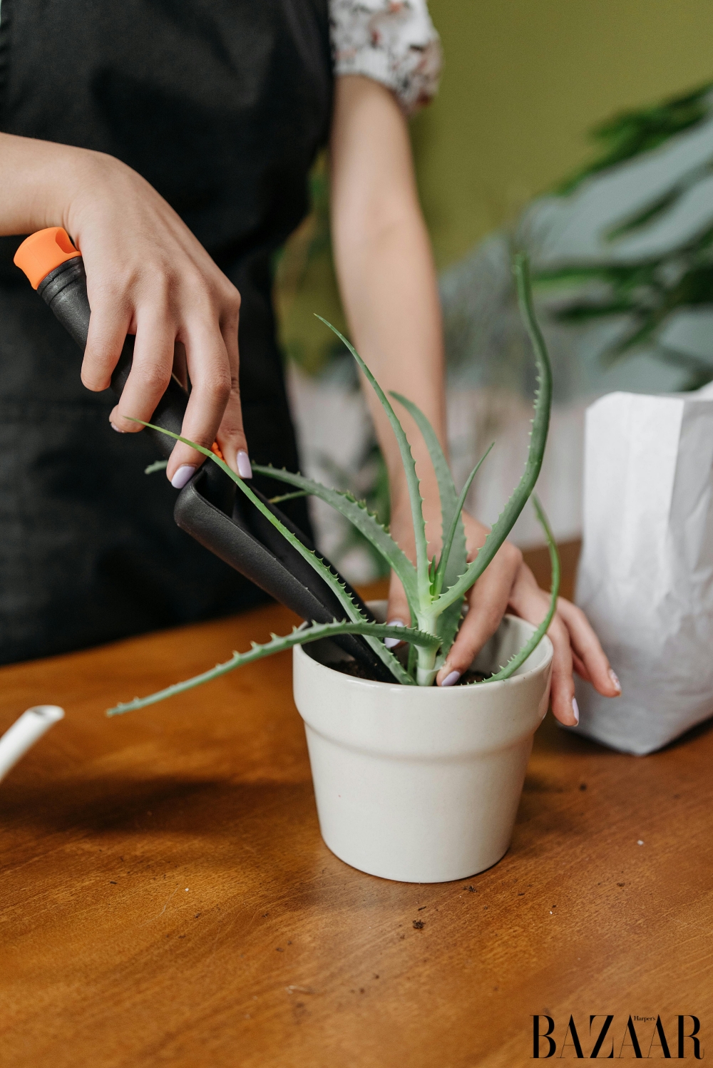 Cây nha đam rất dễ chăm sóc. Ảnh: Pexels