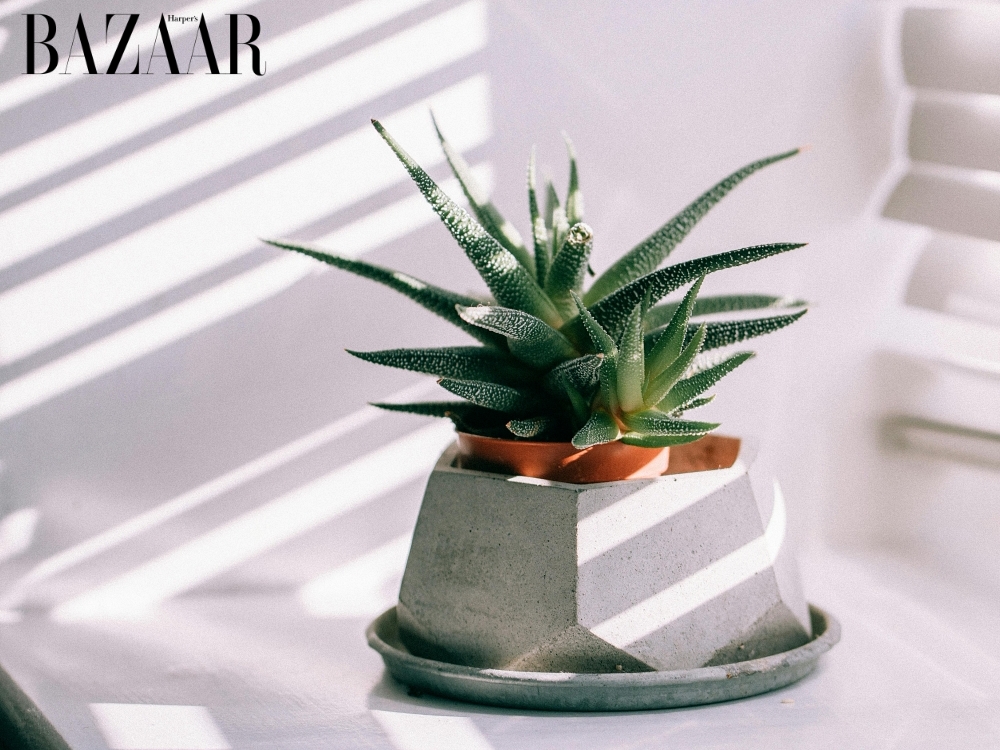 Cây phong thủy trồng ngoài ban công: Cây lô hội