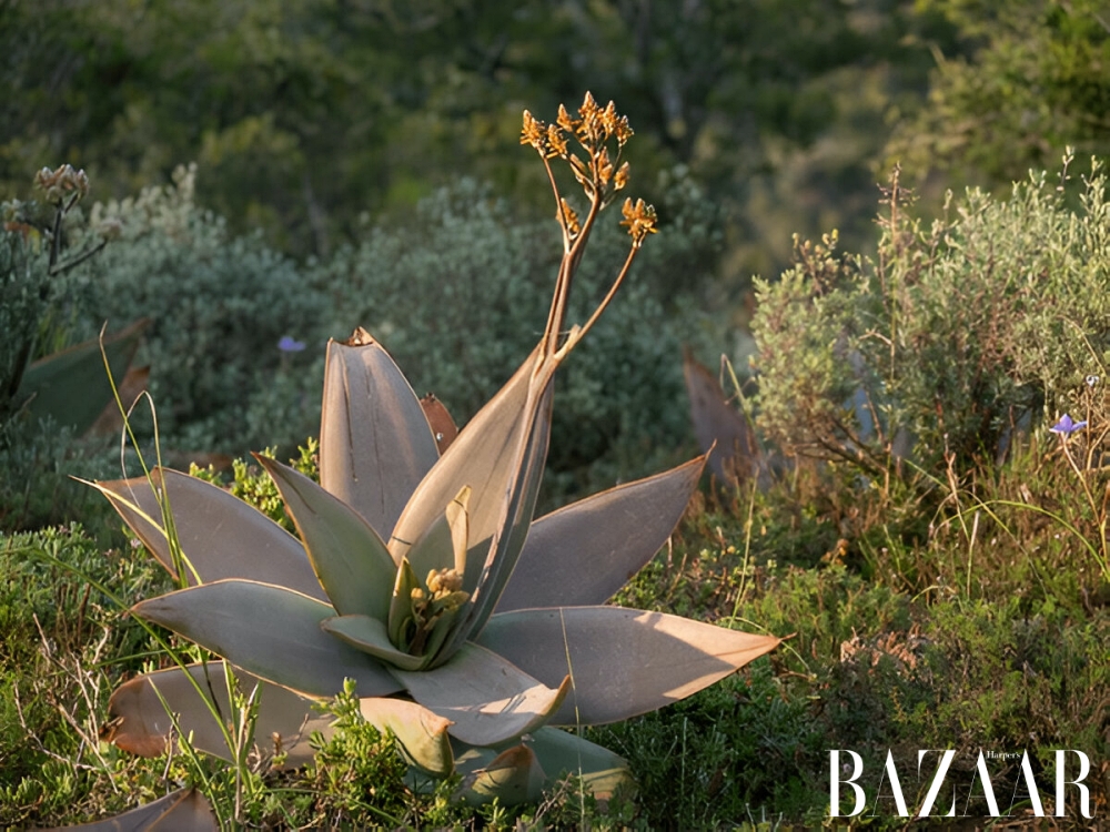 Nha đam Aloe striata. Ảnh: Shutterstock
