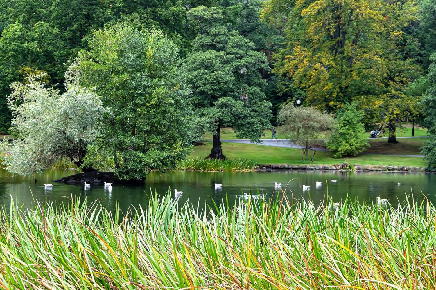 “Lá phổi xanh” của thành phố Gothenburg: Công viên Slottsskogen