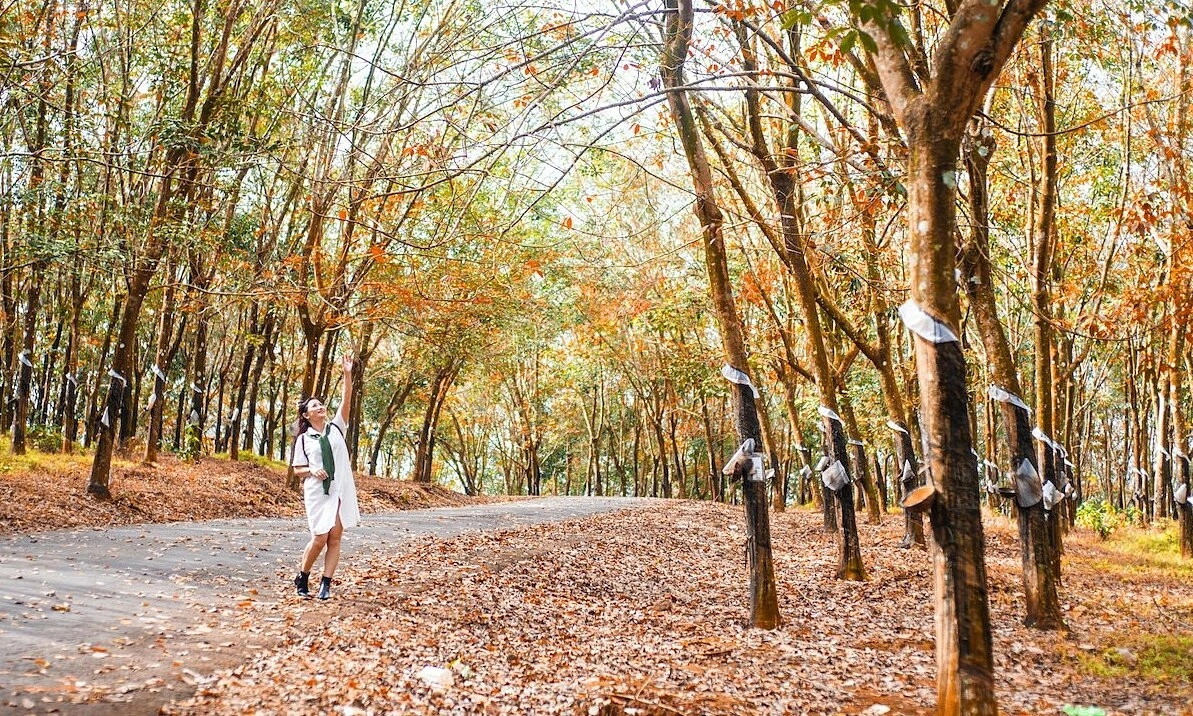 Địa điểm du lịch Đồng Nai: Vườn cao su mùa thay lá