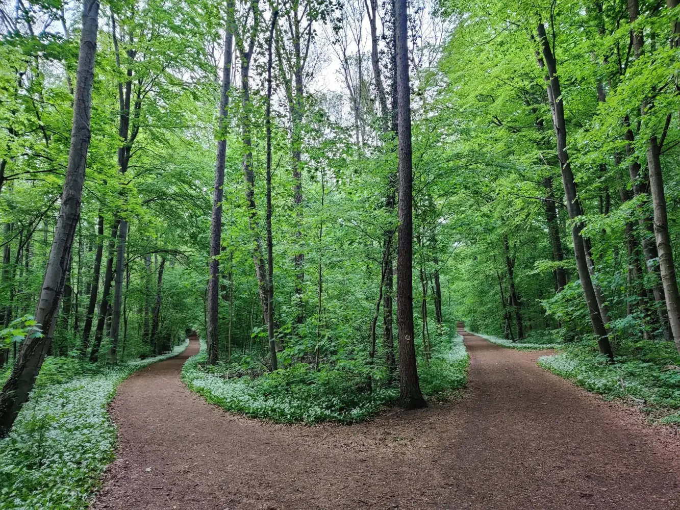 Khám phá Stadtwald (Rừng Thành phố Frankfurt)