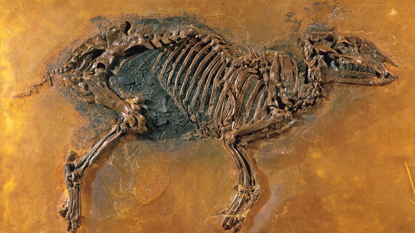 Khám phá hóa thạch ấn tượng tại Grube Messel (Mỏ Messel)