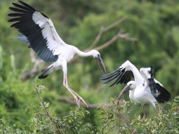 Thung Nham: Thiên đường sinh thái nơi ngàn cánh chim vỗ cánh