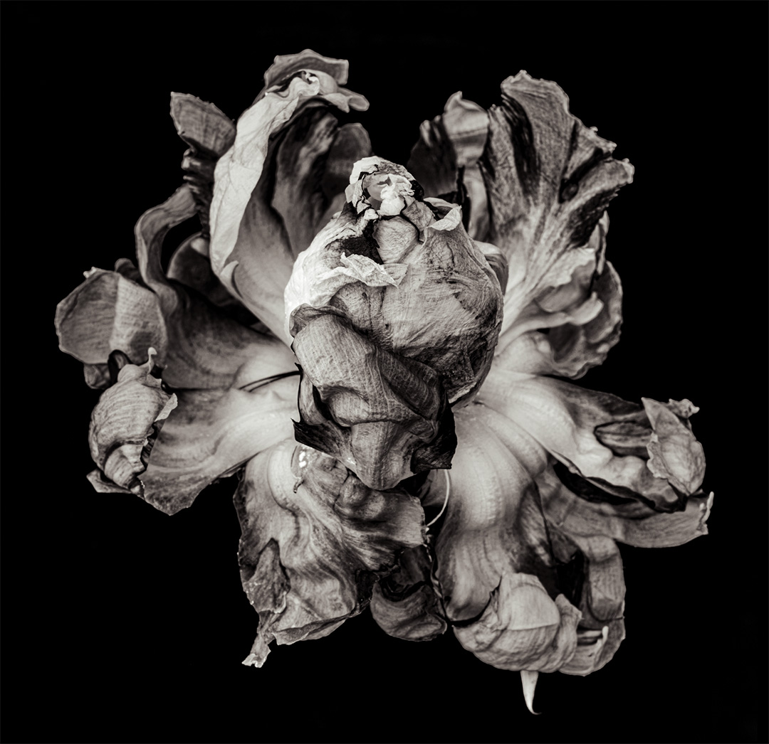 Triển lãm Blooming từ Noirfoto Gallery: Lời thì thầm về sự hồi sinh và sức mạnh nội tại