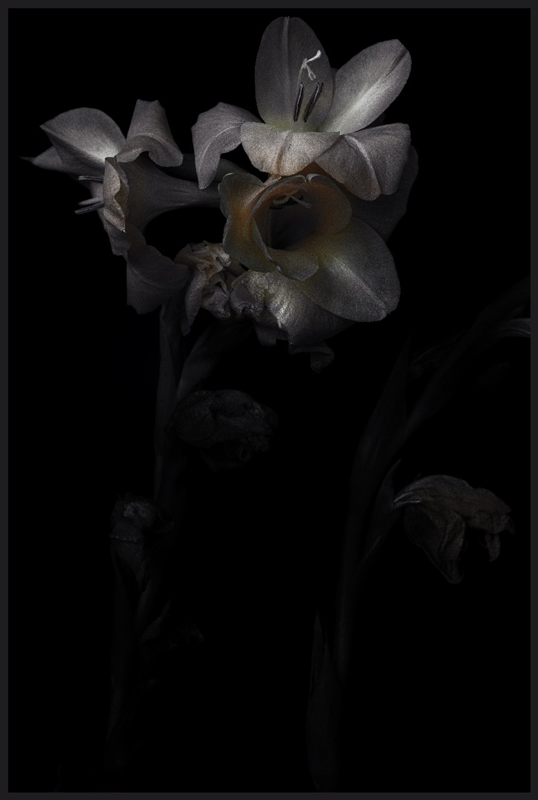 Triển lãm Blooming từ Noirfoto Gallery: Lời thì thầm về sự hồi sinh và sức mạnh nội tại