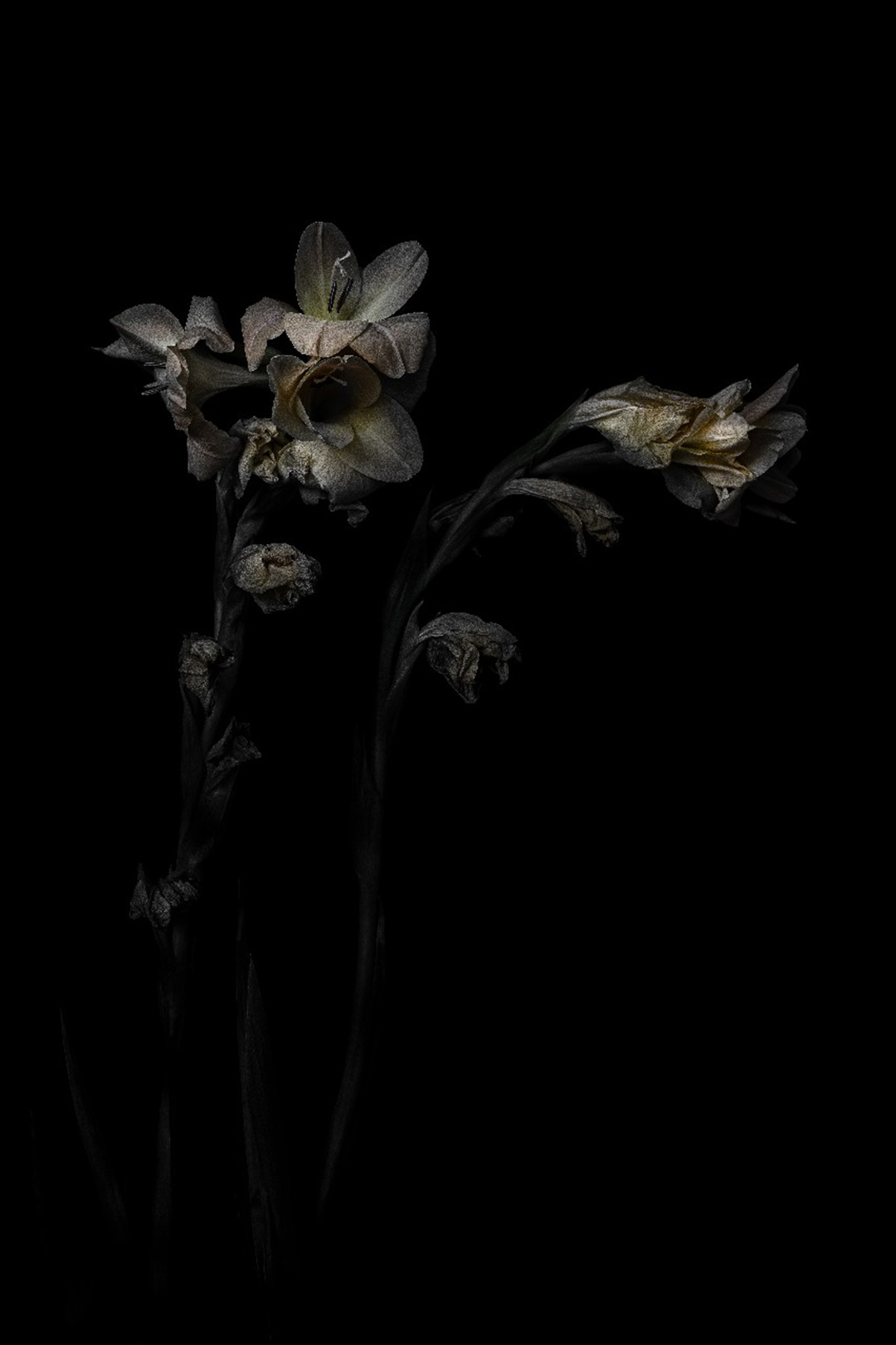 Triển lãm Blooming từ Noirfoto Gallery: Lời thì thầm về sự hồi sinh và sức mạnh nội tại