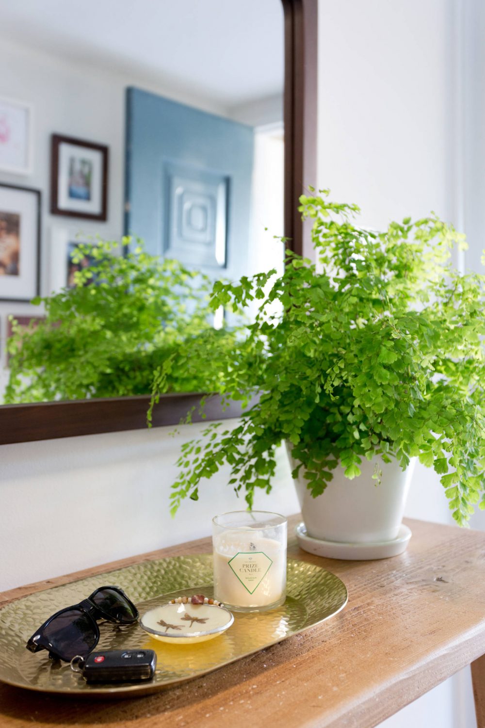 cây dương xỉ trong phong thủy