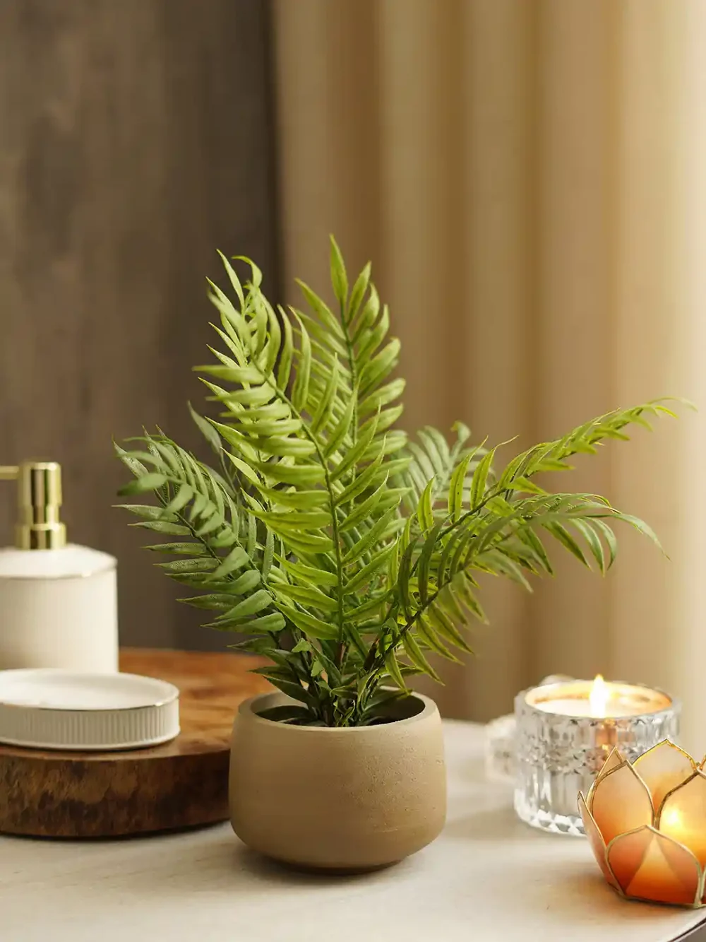 Mẹo chăm sóc cây dương xỉ đúng cách