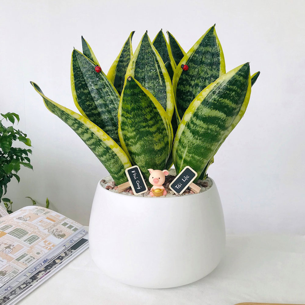 Chọn cây cảnh trong nhà theo phong thủy: Cây lưỡi hổ