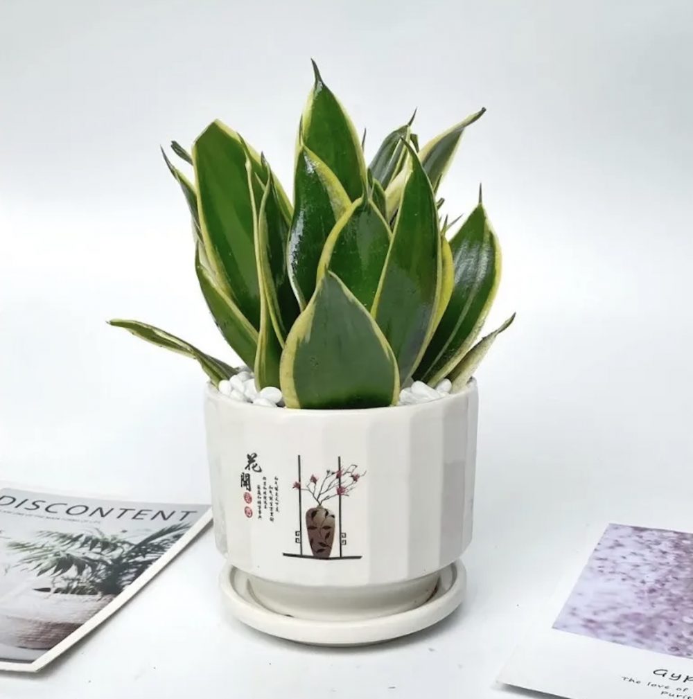 cây lưỡi hổ trong phong thủy