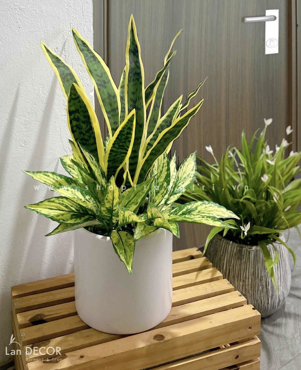 cây lưỡi hổ ở lối vào nhà