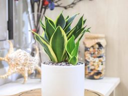Cây lưỡi hổ trong phong thủy