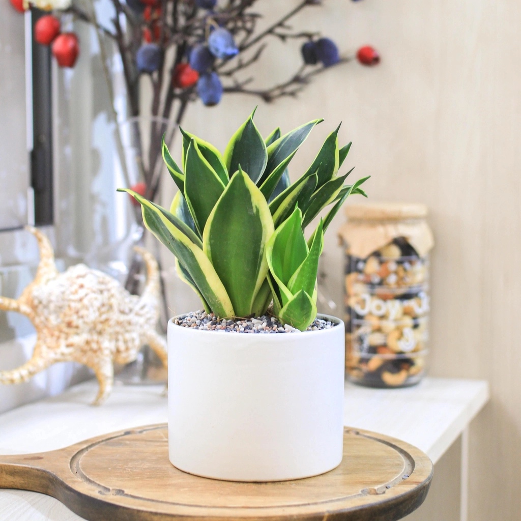 Nên đặt các loại cây phong thủy trồng trong nhà ở vị trí nào?