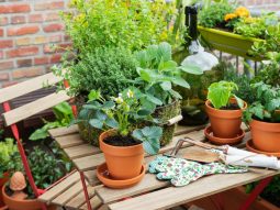 Cây phong thủy trồng ngoài ban công