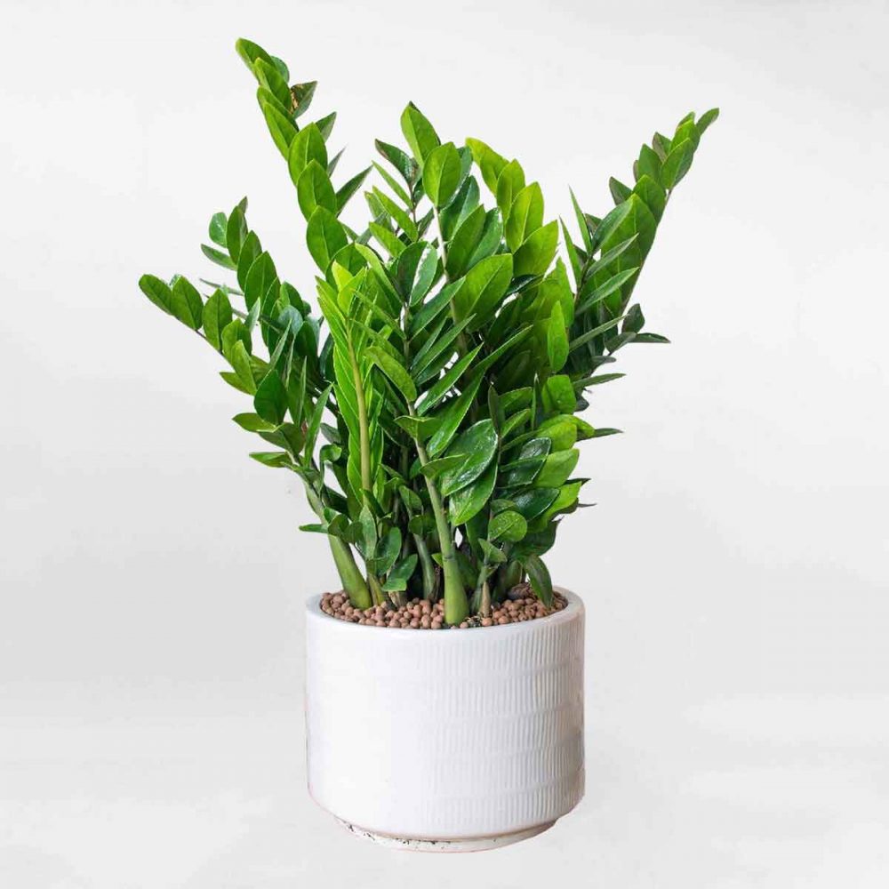 Cây phong thủy trồng ngoài ban công: Cây kim tiền