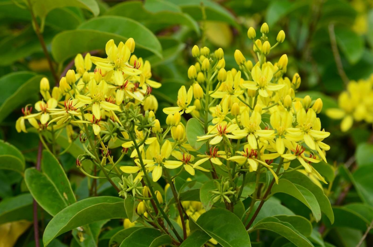 Cây phong thủy trồng ngoài ban công: Mai hoàng yến