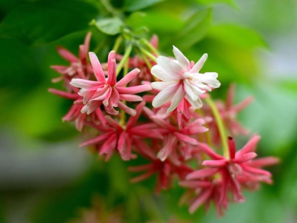 Cây sử quân tử