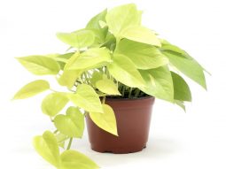 Tuổi Tân Hợi trồng cây gì hợp phong thủy?