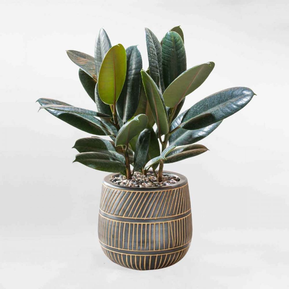 Cây cao su (đa búp đỏ)