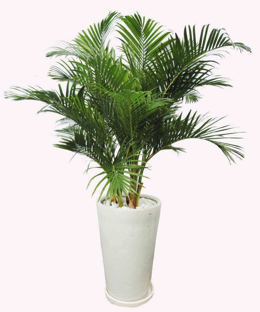 Các loại cây phong thủy trồng trong nhà: Cây dừa cảnh