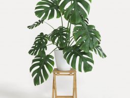 Cây phong thủy trong nhà