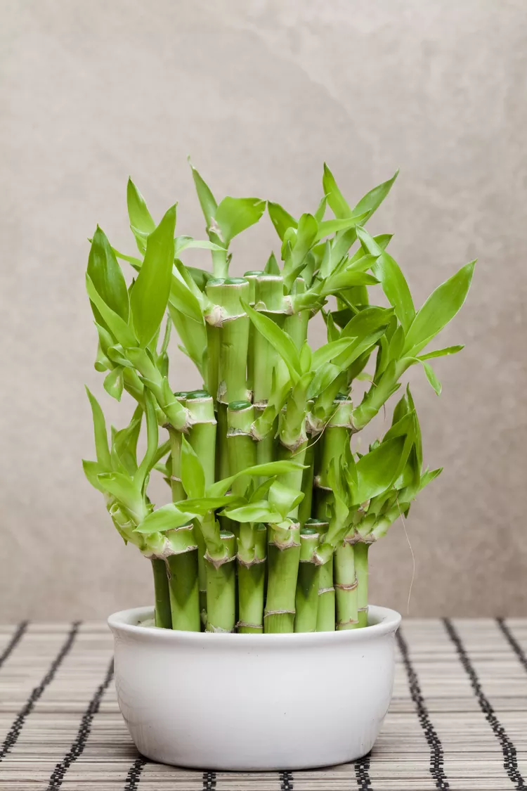 Cây phong thủy trong nhà: Cây trúc may mắn