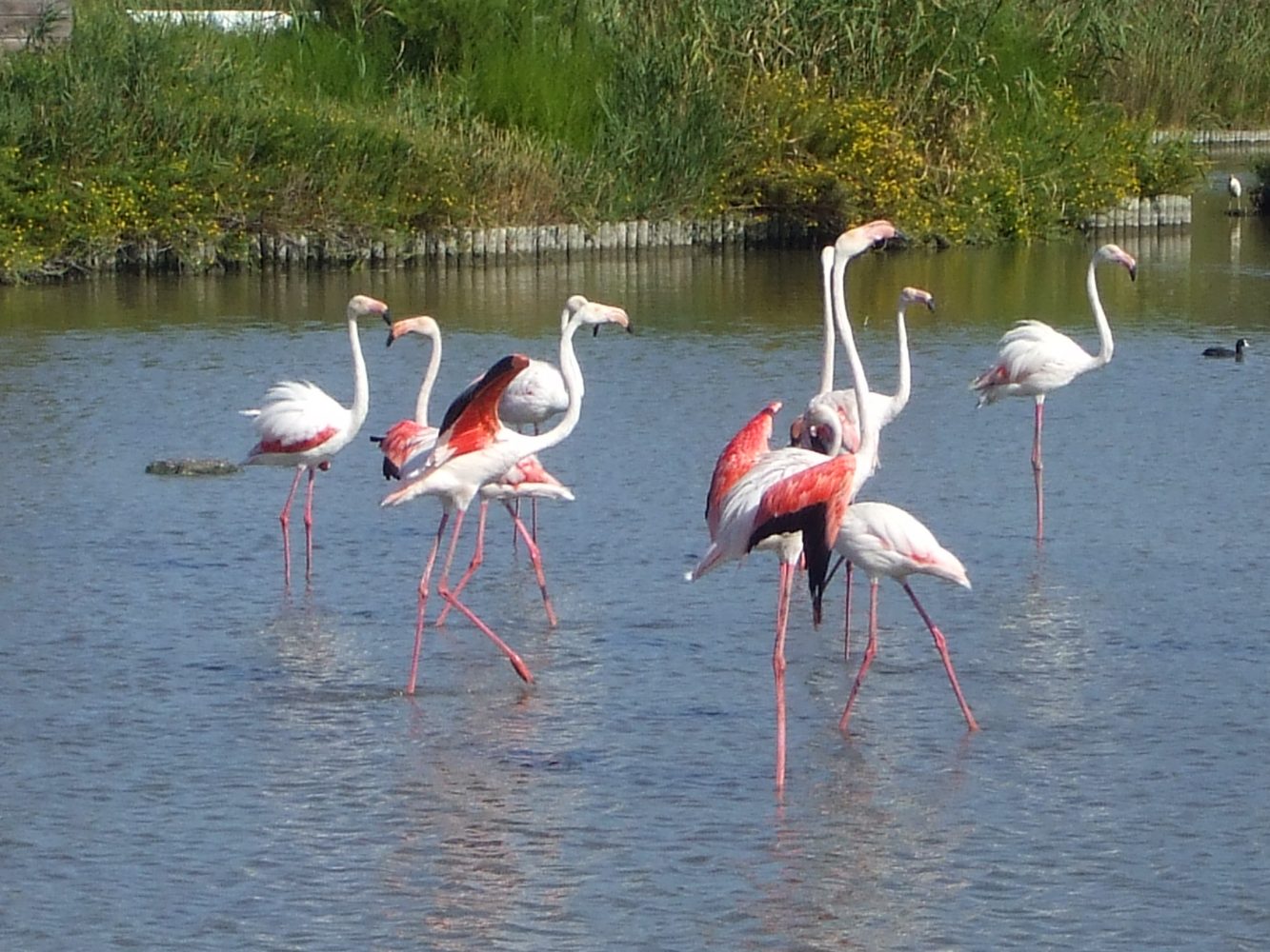 Du lịch Arles khám phá vườn chim ở Camargue