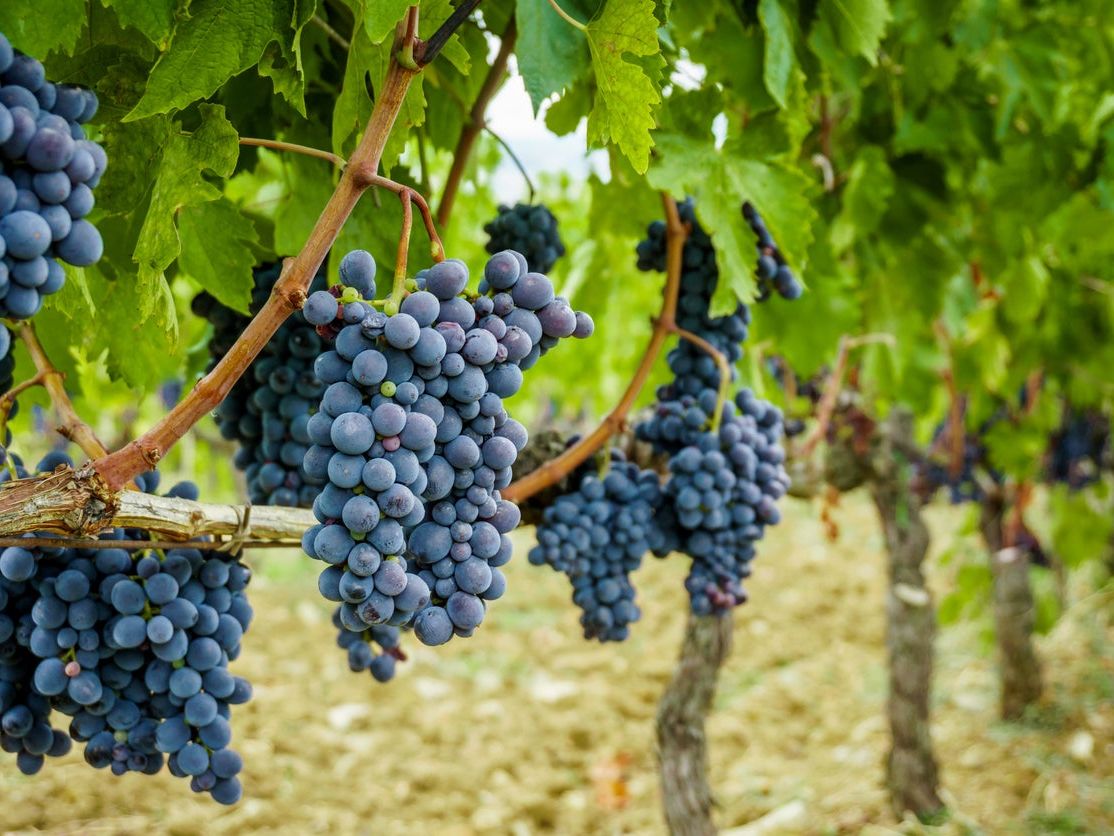 Thử rượu vang ở các vườn nho tại Nice